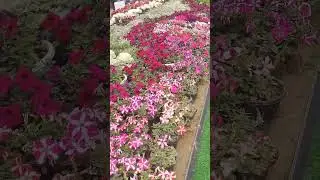 Vasant utsav ( flower show , noida ) 2025