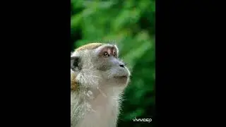 Animal, chimpanzee &ndash; chimp screams, ape, monkey
