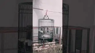 murai batu Medan fuul isian
