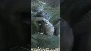 Baby gorilla with a sweet face #gorilla #makongo