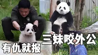 三妹咬墩墩外公也是有原因的，以前总是被三妹拿捏，现在墩墩也是欠欠儿的【你好大熊猫】
