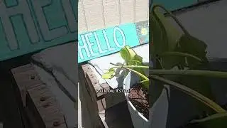 Trash, Junk & Backyard Transformation: Houston&rsquo;s Ultimate Cleanup!