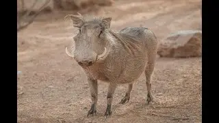 Warthog Wallowing