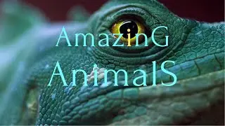 Amazing Animals - 4K visual treat