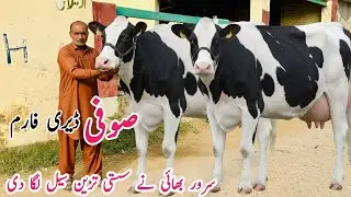 Sufi Dairy Farm | First Timer Australian Friesian Cross Cows For Sale 2025 🐄🇦🇺