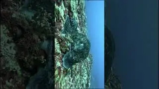 #save the oceans #Marble Rays #discover #unique #marine life #4k #asmr #shorts #aquarium #stressfree