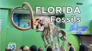 TOP Must See Exhibits at Florida Museum of Natural History at University of Florida