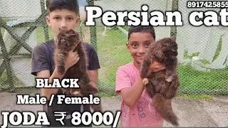 Persian cat sale| Black Persian cat sale|ginger colour Persian cat| #odisha|@Catofvillage