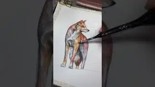 Dingo Watercolour Painting