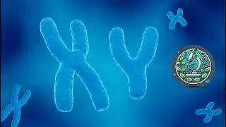 X and Y Chromosomes: The Science of Genetics and Gender