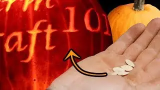 Time-lapse from seed to pumpkin to jack o'lantern. FarmCraft101