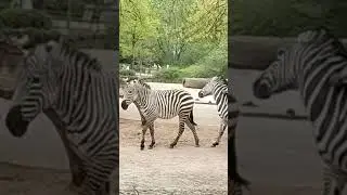 #zebralove