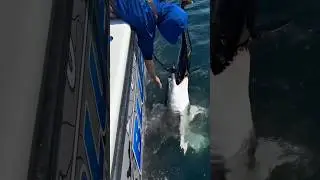 Это перетягивание каната с акулой закончилось не так, как вы думаете 😳🦈 #рыбалка #акула