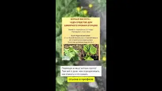 БОРНАЯ КИСЛОТА для огурцов - ШИКАРНЫЙ урожай гарантирован!