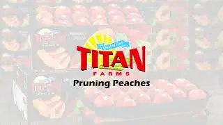 Pruning Peaches