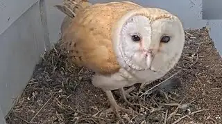 Barn Owl Roosts Right Next to the Camera &ndash; Incredible Close-Up!🦉