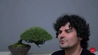 Desde Mi Rinc&oacute;n - Gomo Bonsai - Manuel Germade