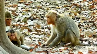 Good All Monkeys In Amber Troop, Monkey Anita Good Care Baby Astra