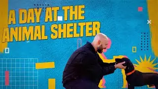On the Job: A Day at the Waco Animal Shelter