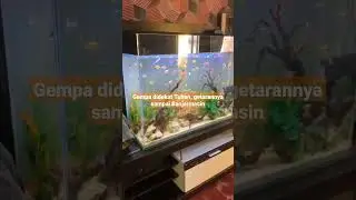 Gempa Dekat Tuban, Getarannya sampai Banjarmasin