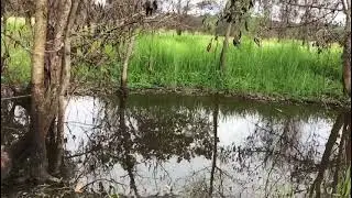 Sintakan Haruan Curut