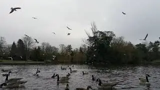 Canada Geese, Mallard Ducks, Moorehens, Coots and Gulls, Longton, Stoke on Trent.