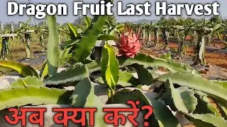 Dragon fruit last harvesting|Dragon Fruit Pruning #dragonfruit#lastharvest#exoticfruit#fruitfarming