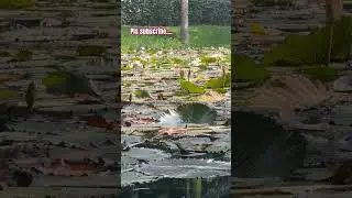 Soothing Lotus Pond View 🌸 | Pure Nature Bliss #shorts #youtubeshort #naturelove #relaxing