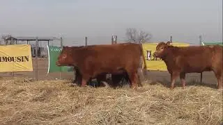 5 vaquillonas LIMFLEX Pre&ntilde;adas LOTE 1