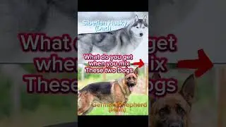GSD & Husky = GSY(Gerberian ShepskY) #germanshepherd #husky #dog #shepsky #new