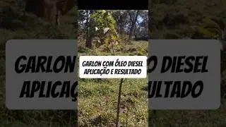 Herbicida GARLON com &Oacute;LEO DIESEL aplica&ccedil;&atilde;o e resultado #ro&ccedil;a #fazenda #vidanaro&ccedil;a #sitio #agro