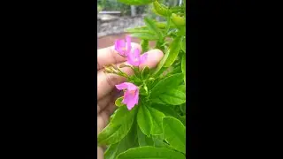 water leaf plant #shorts water leaf flower