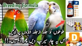 Australian Parrots Breeding Medicine | Vitamin Minerals Calcium Syrup For Birds