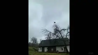 Hen screaming meme . Screaming sound effects, Scream 🐔🐓