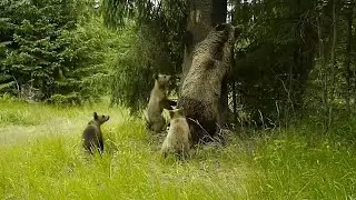 Arborele sălbăticiunilor  / The tree of wildness