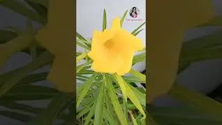 first blooming of yellow kaner/oleander plant #shorts #ytshorts