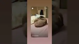 #cat #kitten #katze #meowing #michaelkarllink #cute #babycat #funny #funnyvideo #meowingcat #reels