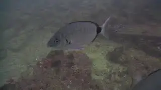 spottail pinfish Diplodus holbrookii 2018 08 28 18 06 17 990 CDT 2229 ejb