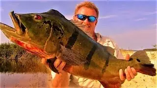 AMAZON HEADWATERS PEACOCK BASS ADVENTURE TRIPS - BRAZIL