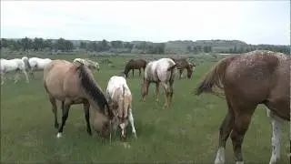 Goffena Appaloosa foals on 6_19_2011.wmv