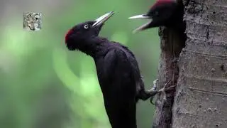 Il picchio nero