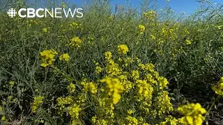 B.C. farmers welcome massive cut to China&rsquo;s canola seed tariff
