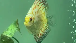 Discus fish that shows the 1st signs of Head and Lateral line Erosion or Hole in the head disease