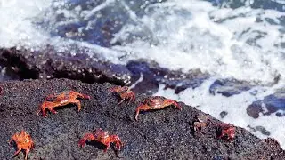 Underwater Romance: The Fascinating Mating Rituals of Sea Crabs