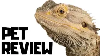 Pet Bearded Dragon Reptile Review || Pet Reptile Review