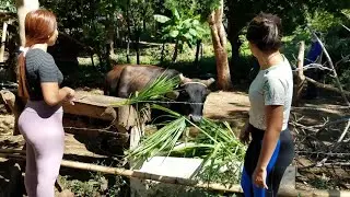ALIMENTAMOS A LA NUEVA VAQUITA 🐄🐄