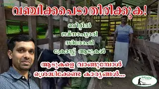 Betel Goat#Goat farming#Jamnapari Goat#sirohi Goat farming#adu valarthal#Kerala goat farming