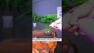 🎋Plant bamboo now and harvest miracle green.  #bonsai #gardening #seeds