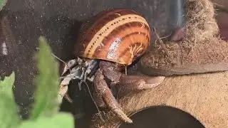 Substrate. Hermit Crab Care