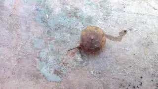 Stenotrema spinosum (I. Lea, 1830) Carinate Slitmouth Snail